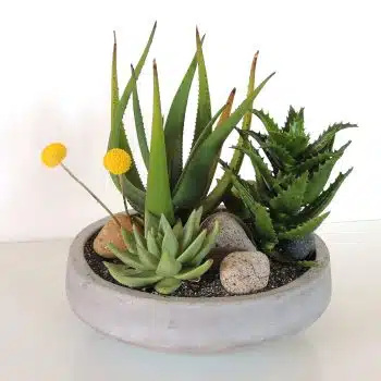 Contemporary Plant Arrangement