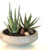 dish garden with aloes