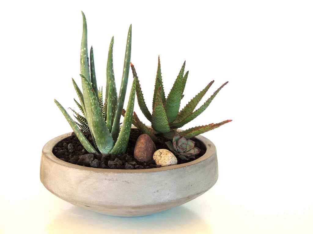 dish garden with aloes