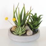 succulents in cement container