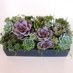 Pele-von Nurnberg arrangement in ceramic container