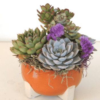 Succulent-arrangement-Tulum