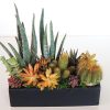 Succulent dish garden with orange.