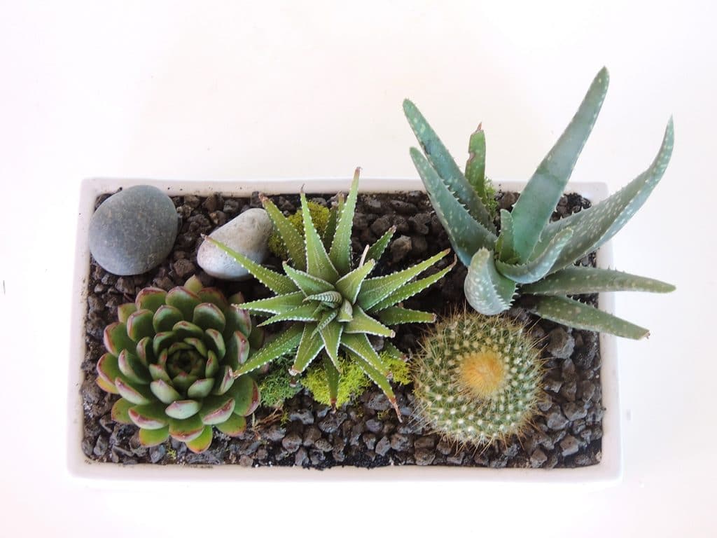 Mamilaria, haworthia, aloe and echeveria.