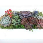 Succulent arrangement in ceramic container.