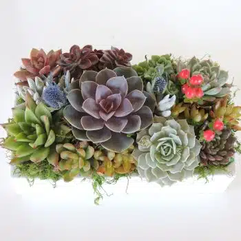 Centerpiece in 12x7 ceramic dish
