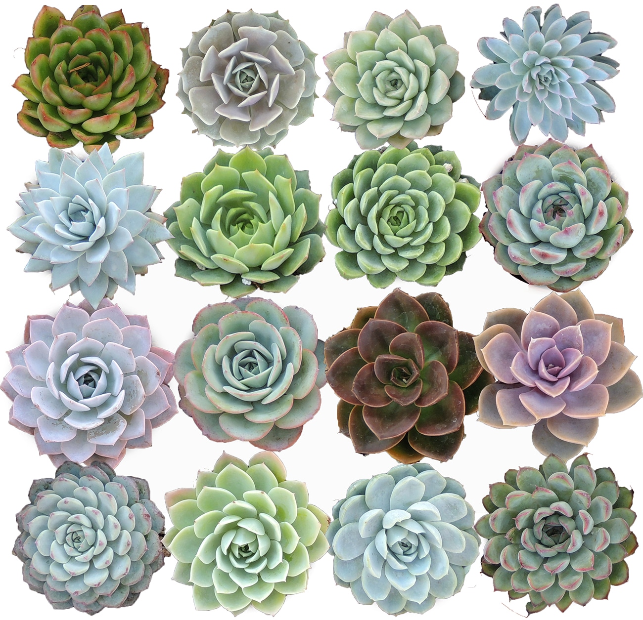 echeveria rosettes