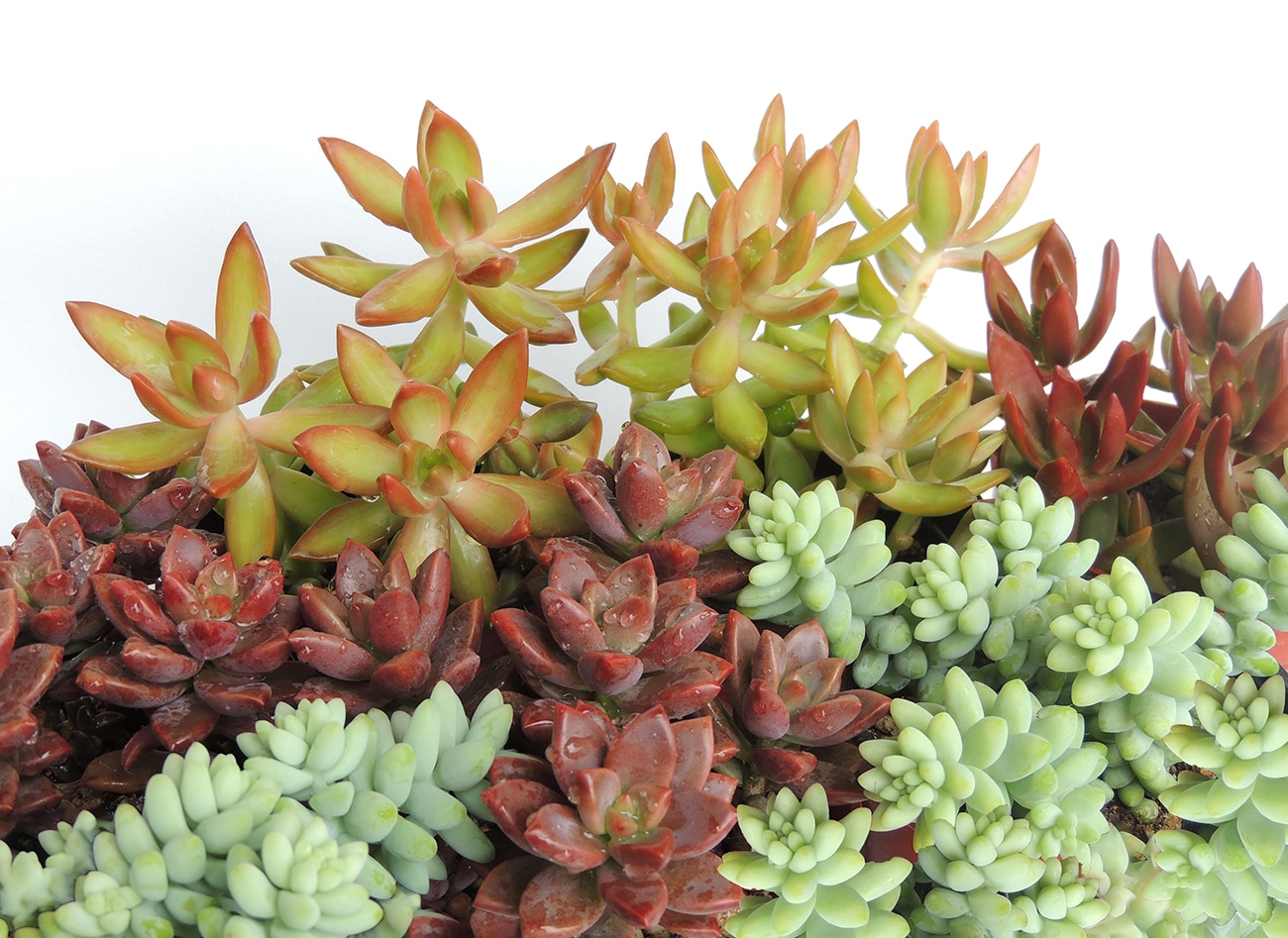 colorful sedums in white background