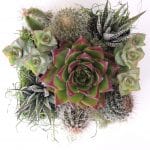 Succulent-arrangement with low light plants.