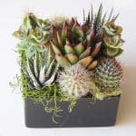 Succulent-arrangement with low light plants.
