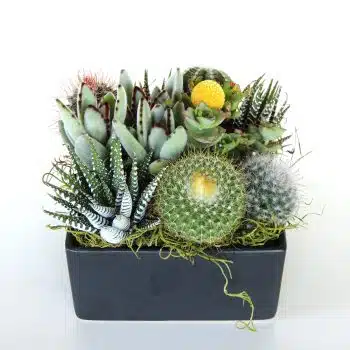 Green Gift Succulent Arrangement