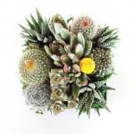 Low light succulent arrangement.