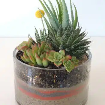 Succulents and Aloes in Galss Cylinder