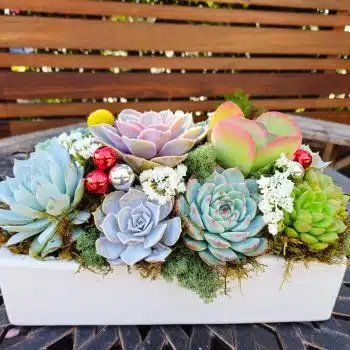 Succulent-arrangement-centerpiece in ceramic container.