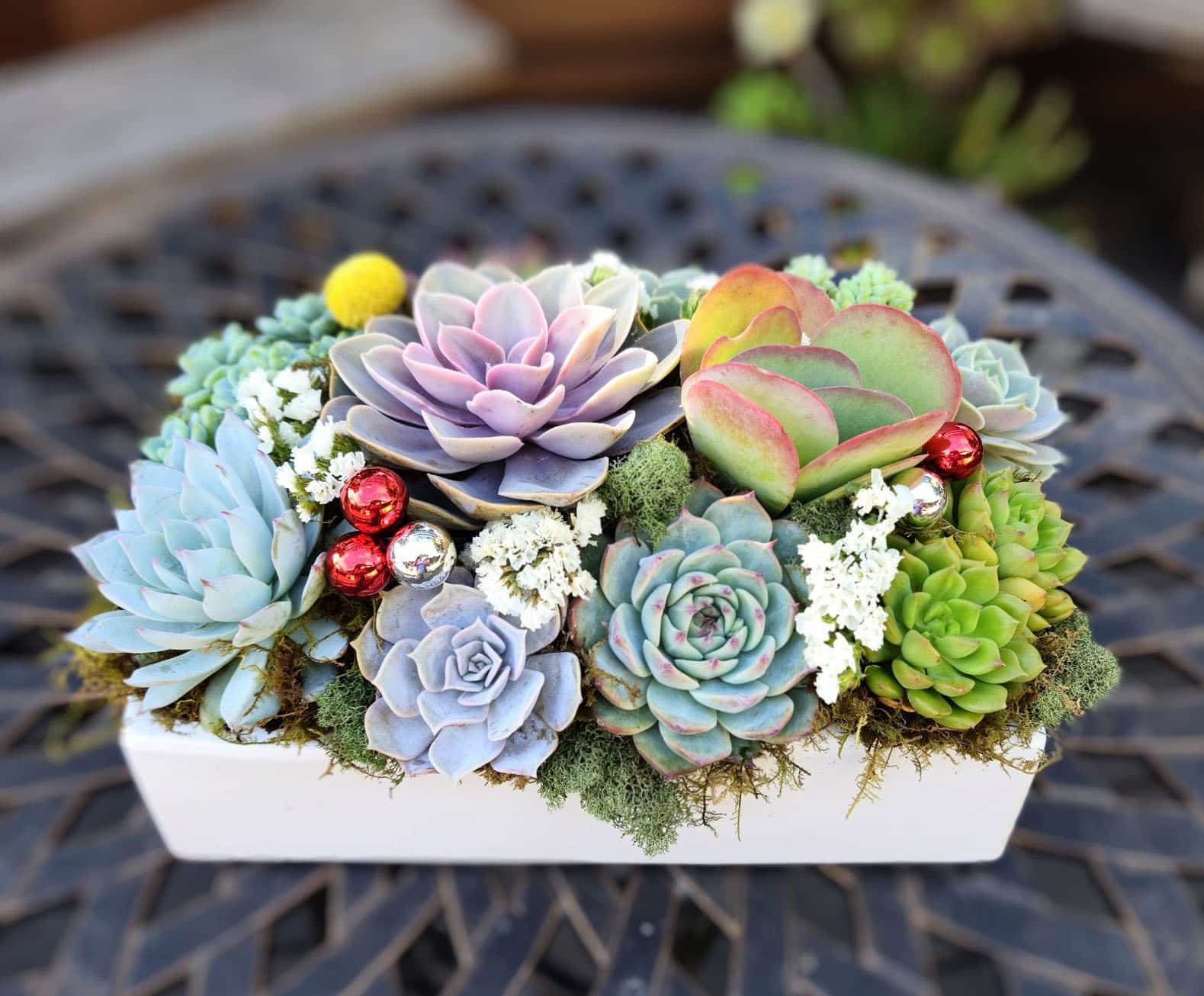 Modern Succulent Centerpiece Planter - City Farmhouse by Jennifer O'Brien