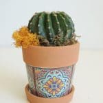 Cactus in Ceramic pot