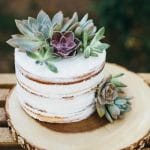 succulents on cake