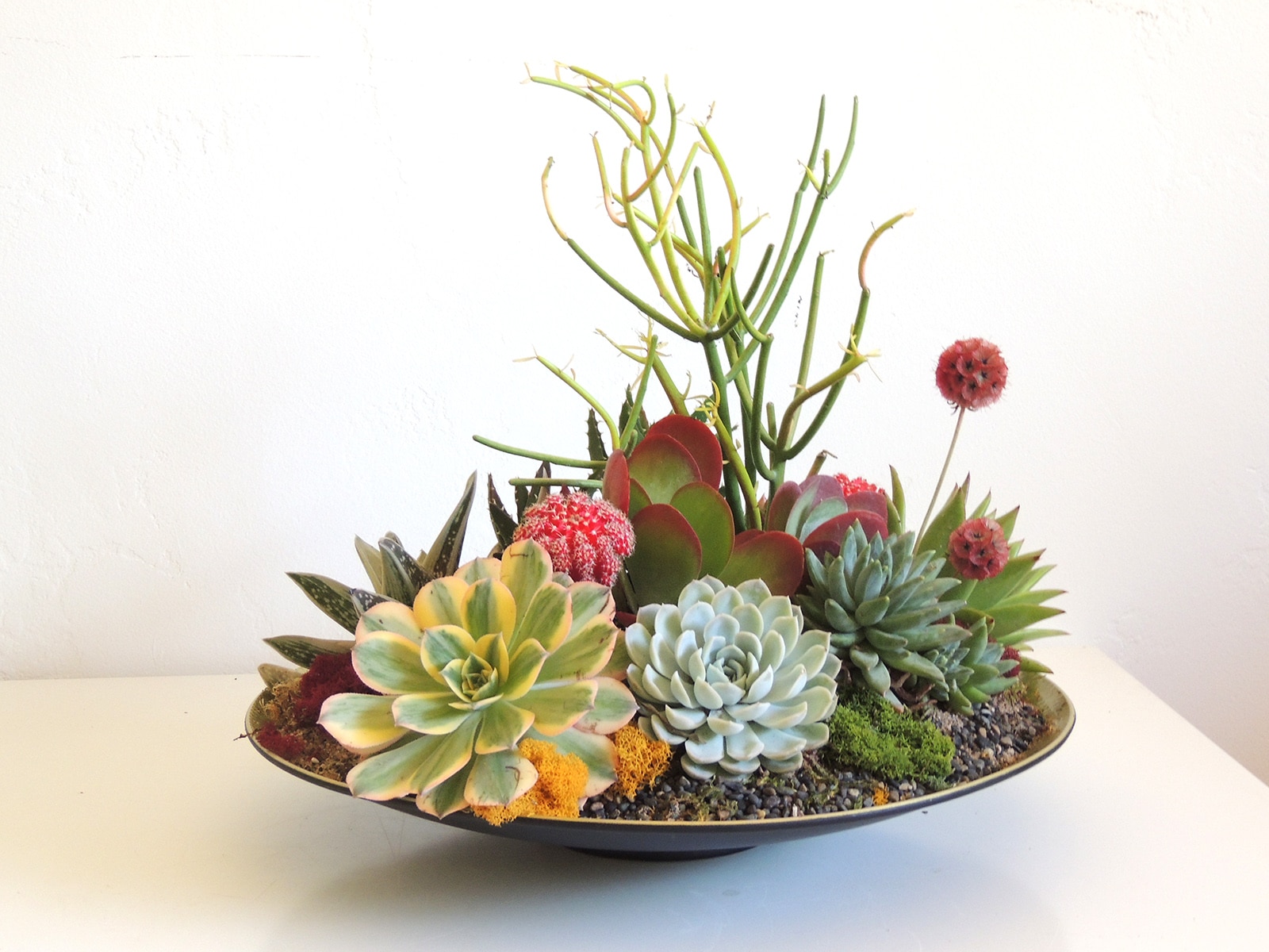 Special occasion succulent gift