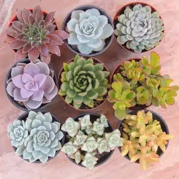 Succulent Plant Assortment 60