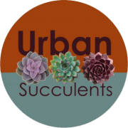 www.succulentlyurban.com