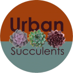 Urban Succulents
