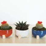 cacti group