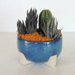 succulent-arrangement in blue footed pot
