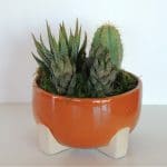 succulent-arrangement-sonora
