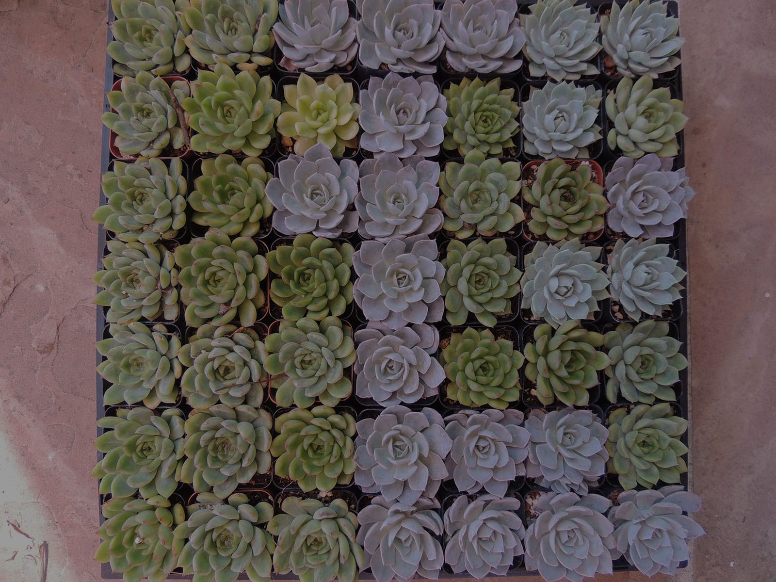 Los Angeles Succulent and Cactus Delivery (Fast Shipping) Los Angeles Succulent and Cactus Delivery (Fast Shipping)