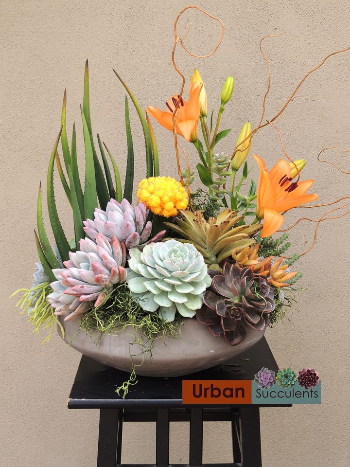 succulent arrangement