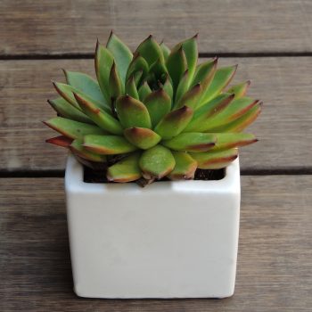Collection of 9 small succulents in 3x3 square pots