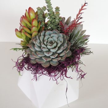 Succulent Arrangement in Geo Pot