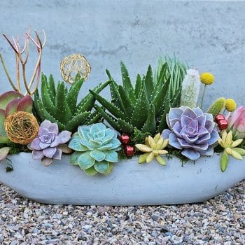 Succulent Boat (scrips ranch)