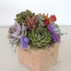 Succulent arrangement in ceramic conatiner