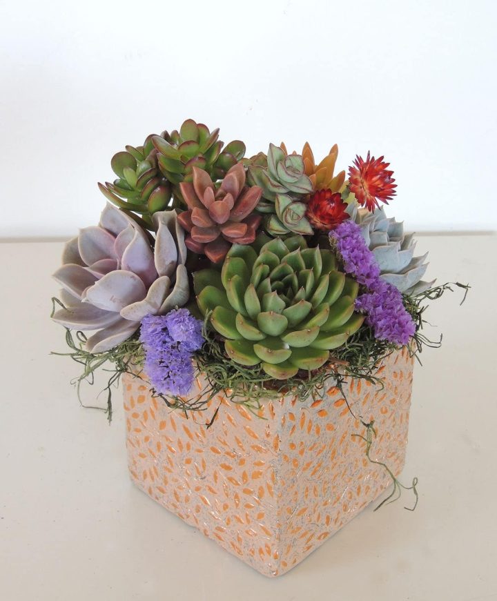 Succulent arrangement in ceramic conatiner