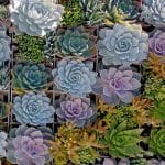 Tucson Succulent Delivery