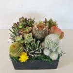 Succulents and cacti arrangement