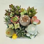 Succulent arrangement with cacti