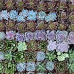 two-inch succulent plants