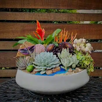 Tribute Plant Arrangement