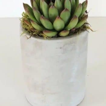 Collection of 35 succulents in cement vase